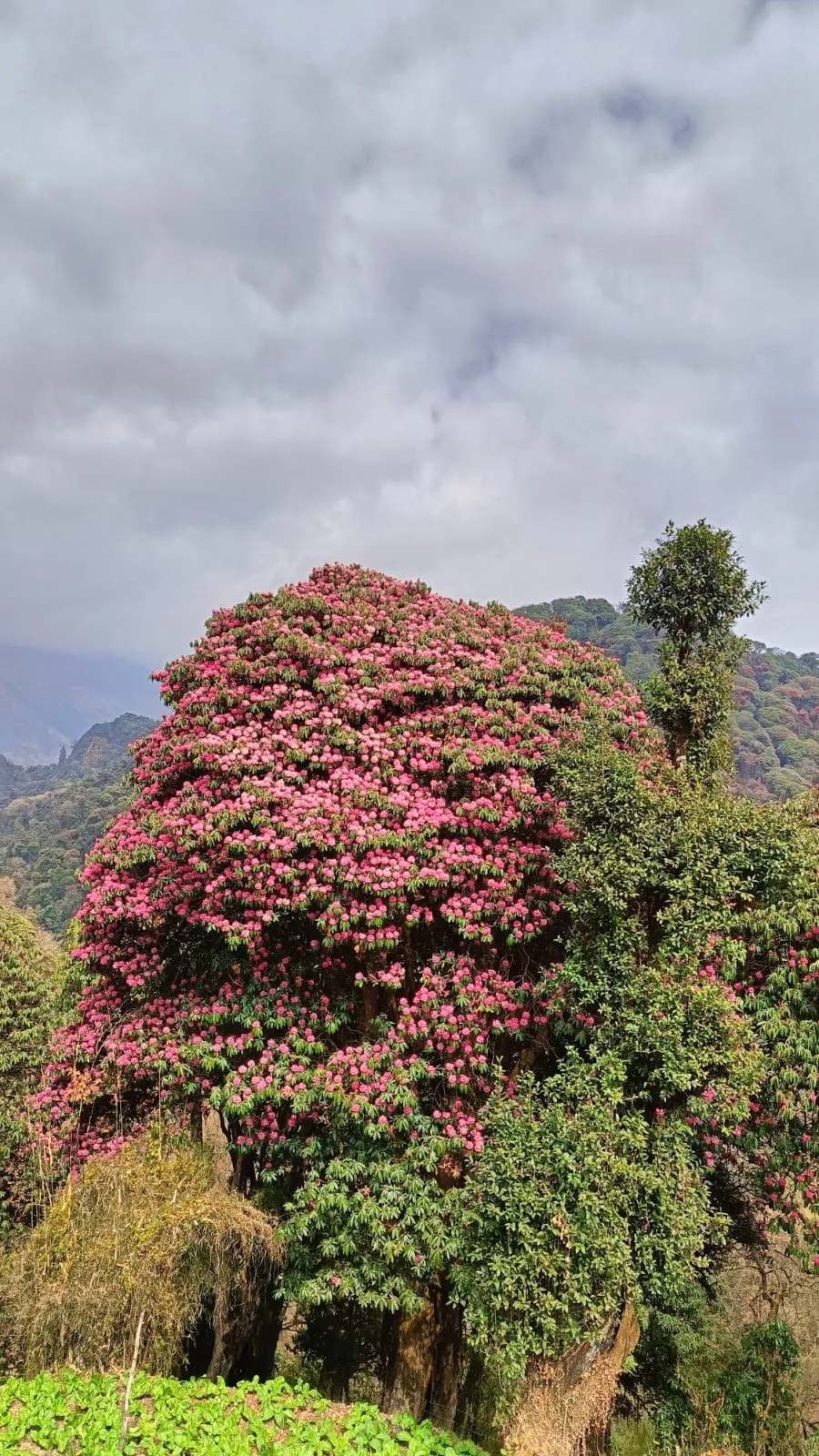 Poon Hill Trek