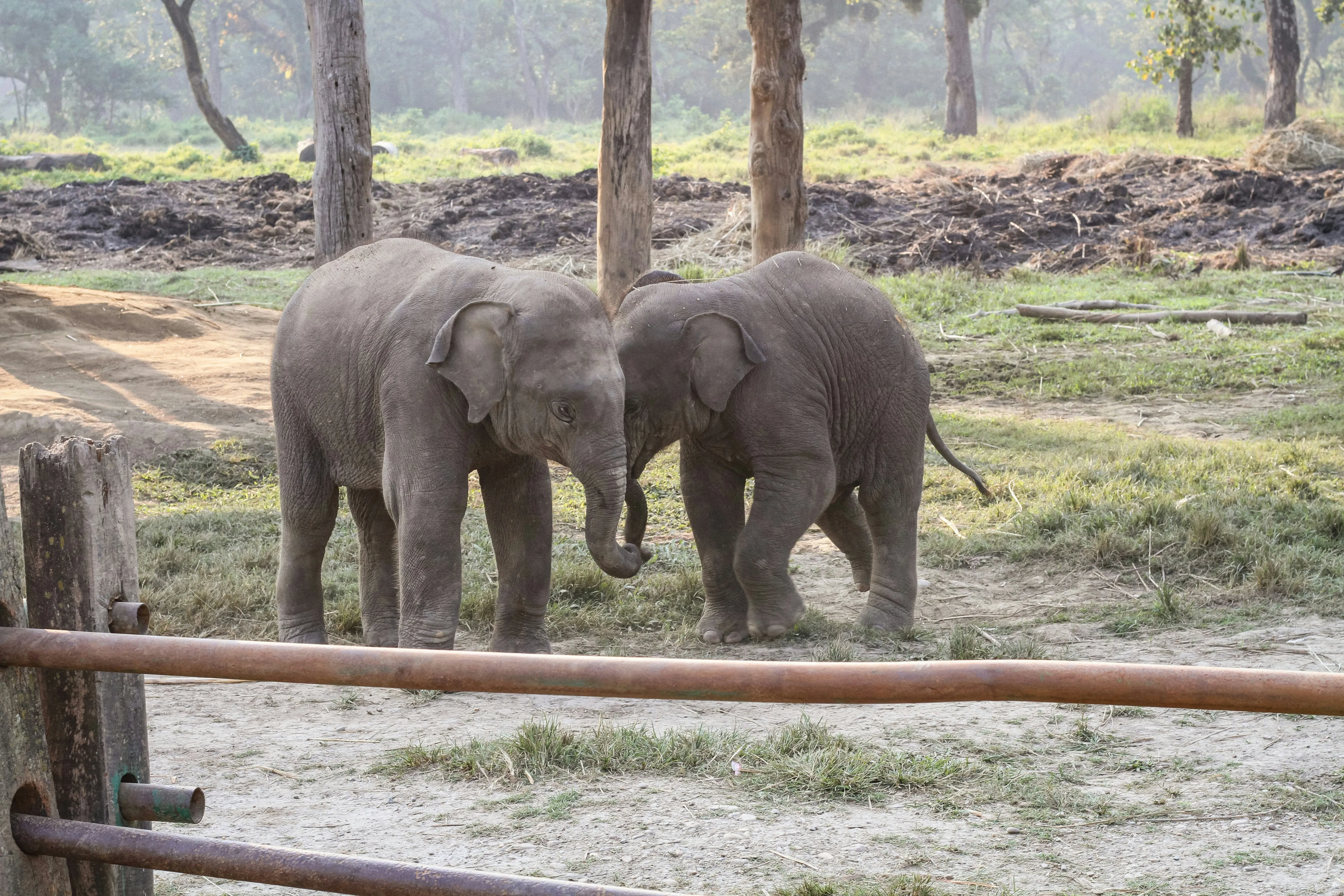 Chitwan Jungle Safari